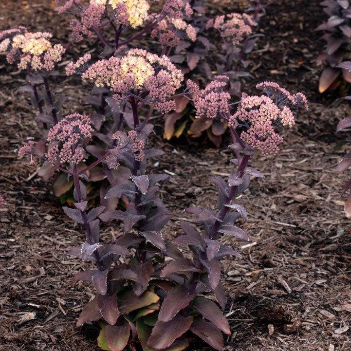 Sedum x - Puff Pastry™ White Chocolate Stonecrop