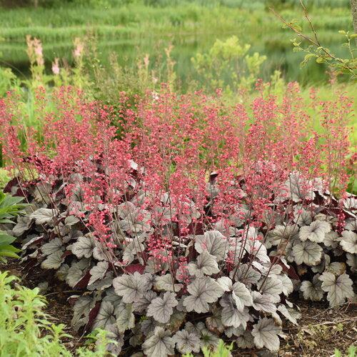Heuchera - Dolce® Silver Gumdrop Heuchera