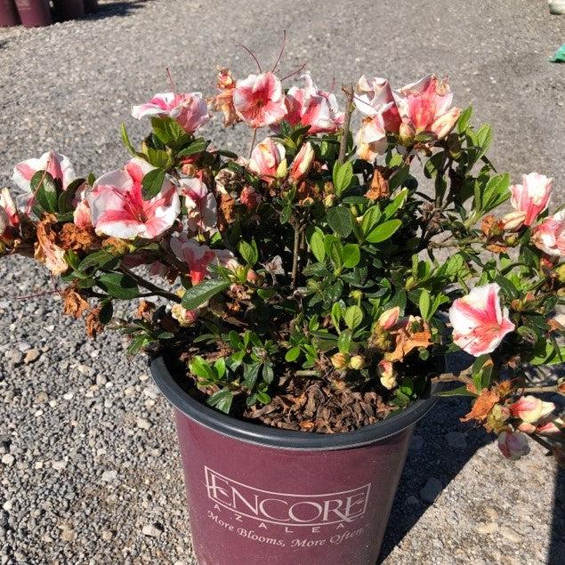 Encore® Autumn Starburst™ Azalea