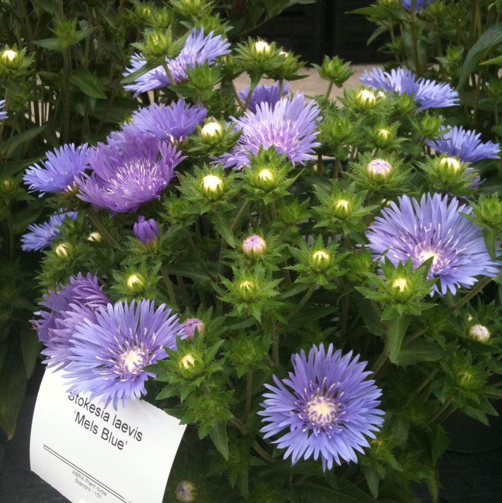 Stokesia laevis - Mel's Blue Stokes' Aster