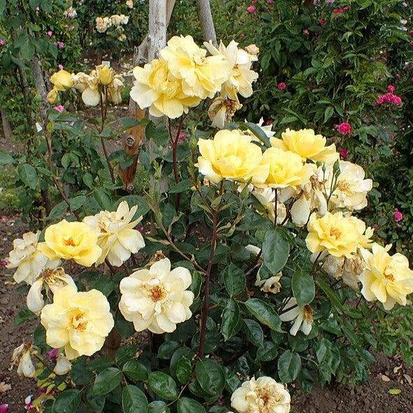 Rosa - Golden Showers Rose