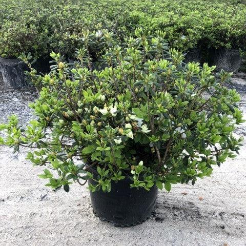 Rhododendron - Pleasant White Azalea