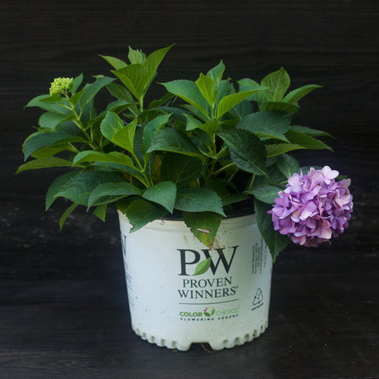 Hydrangea x - Let's Dance® ¡Arriba!® Hydrangea