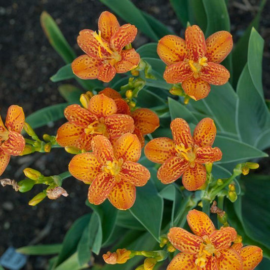 Belamcanda chinensis - Freckle Face Blackberry Lily