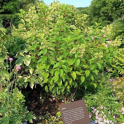 Hydrangea paniculata - First Editions® Vanilla Strawberry™ Hydrangea