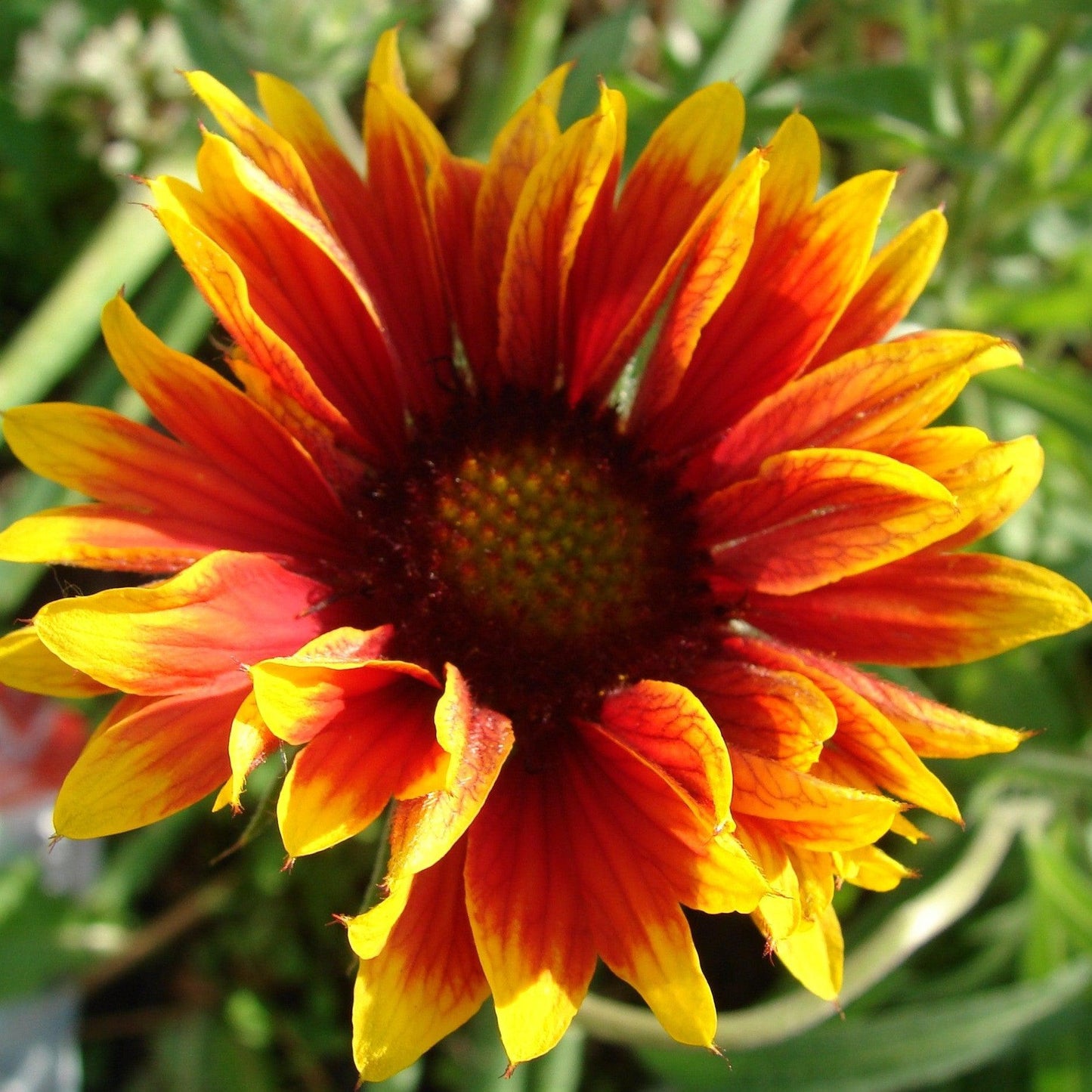 Gaillardia - Spintop™ Copper Sun Blanket Flower