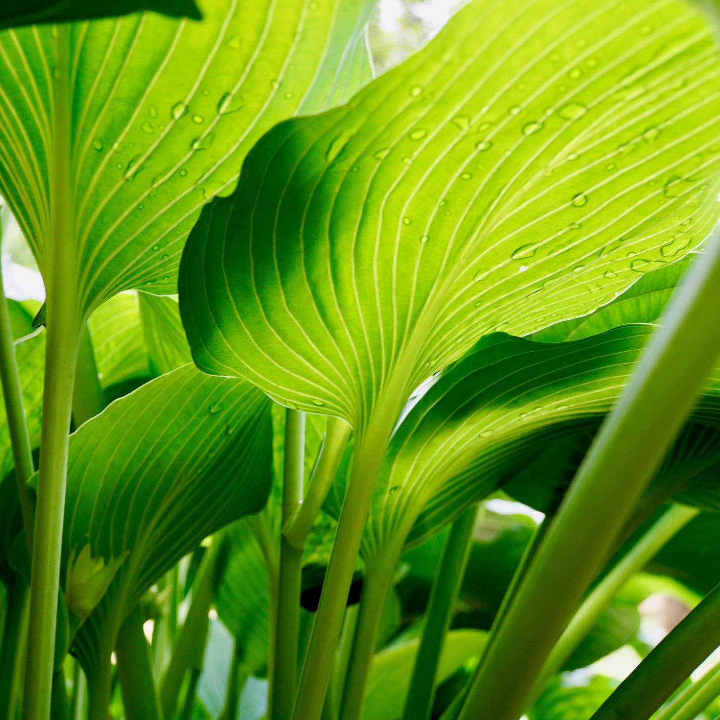 Hosta - Dancing Queen Hosta