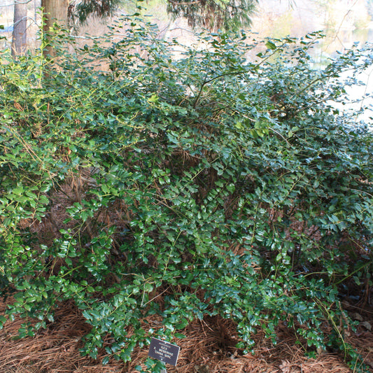 Ilex x meserveae - China Girl® Holly