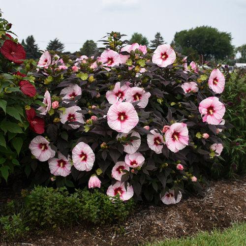 Hibiscus - Summerific® Perfect Storm Hibiscus
