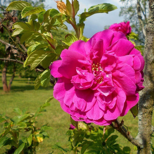 Rosa rugosa - Hansa Rugosa Rose
