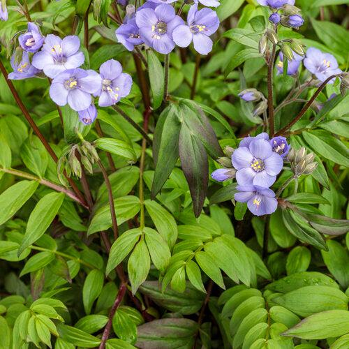 Polemonium - PW® Heaven Scent Jacob's Ladder