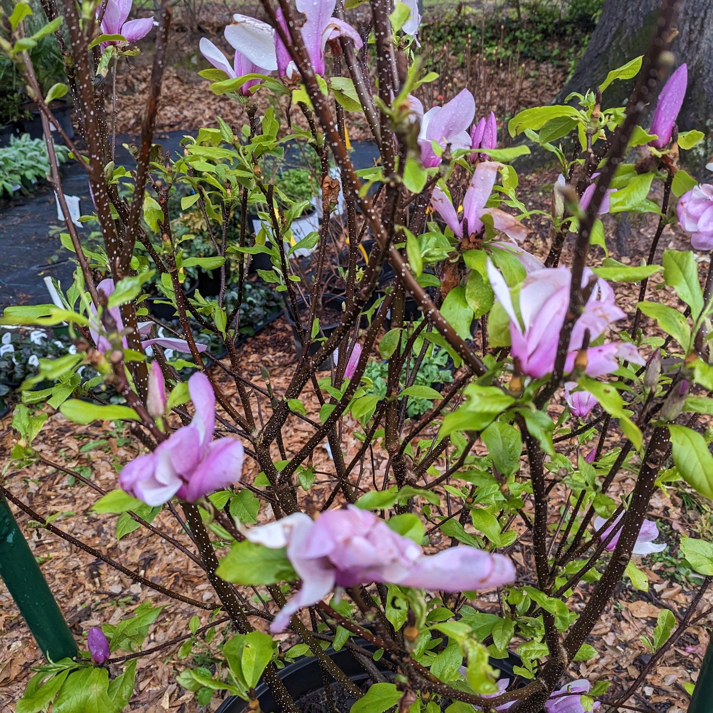 Magnolia x soulangiana - Saucer 'Jane' Magnolia