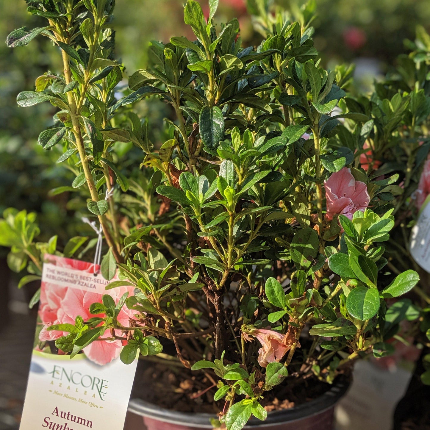 Encore® Autumn Sunburst™ Azalea