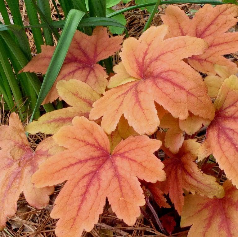 Heucherella - Sweet Tea Foamy Bells