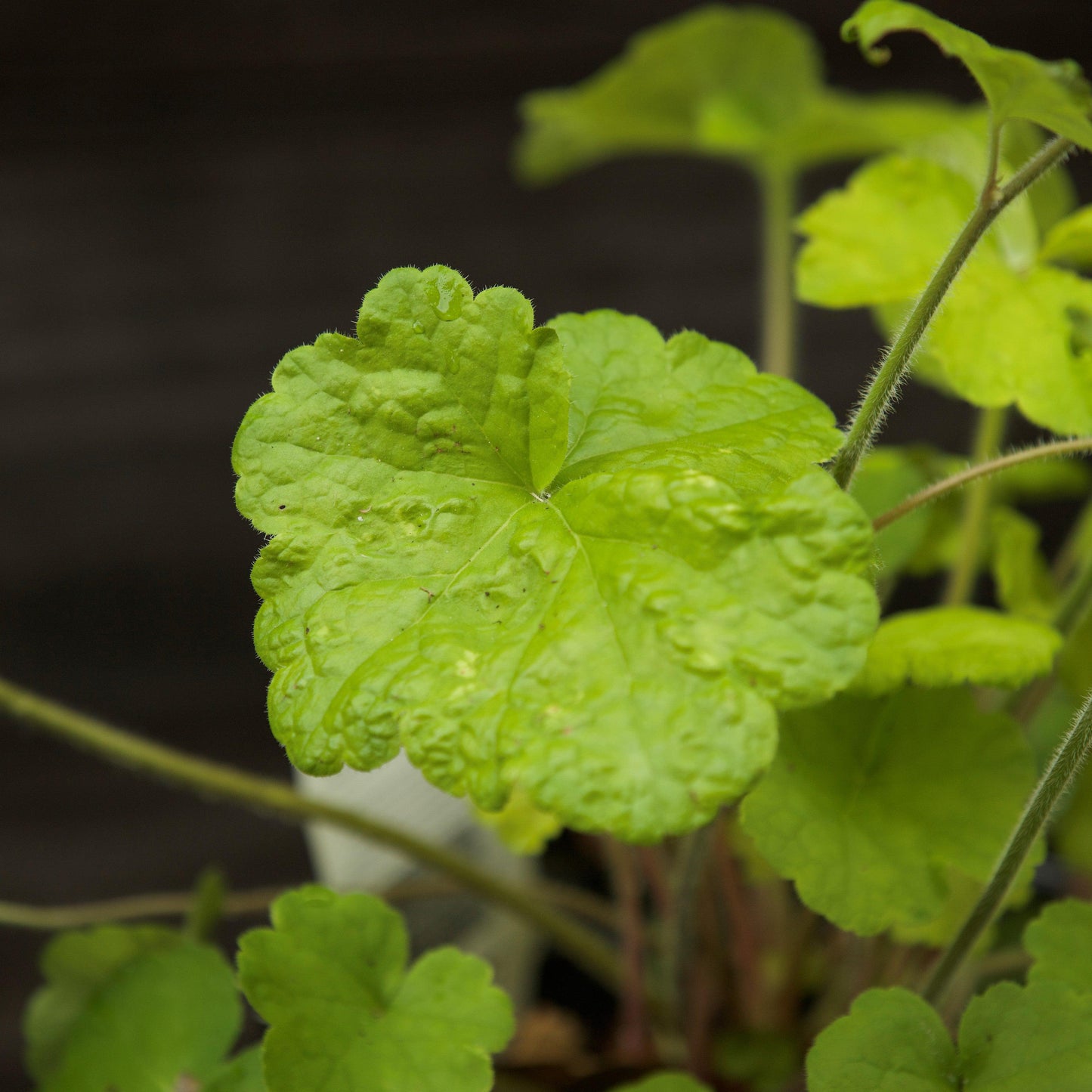Heuchera - Primo® Pistachio Ambrosia Heuchera