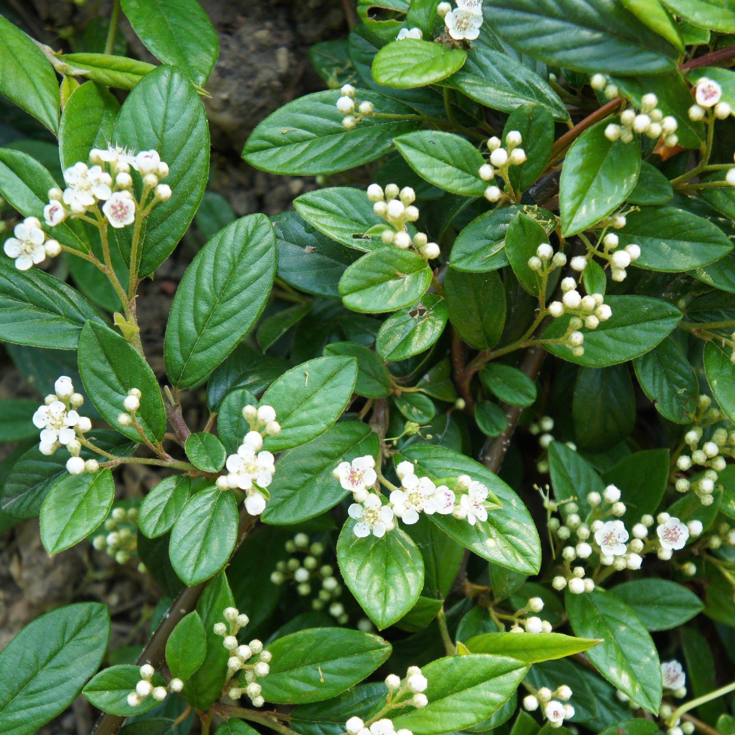 Cotoneaster sal. 'Repandens'  - Willowleaf Cotoneaster
