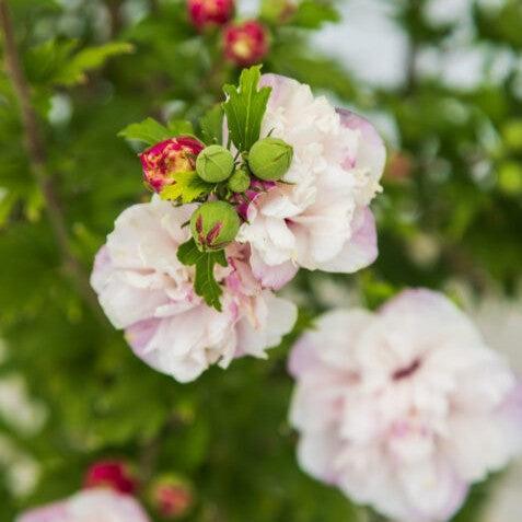 Hibiscus syriacus - First Editions® French Cabaret™ Blush Hibiscus