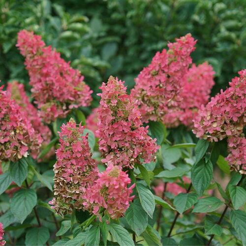 Hydrangea paniculata - Pinky Winky Prime® Hydrangea