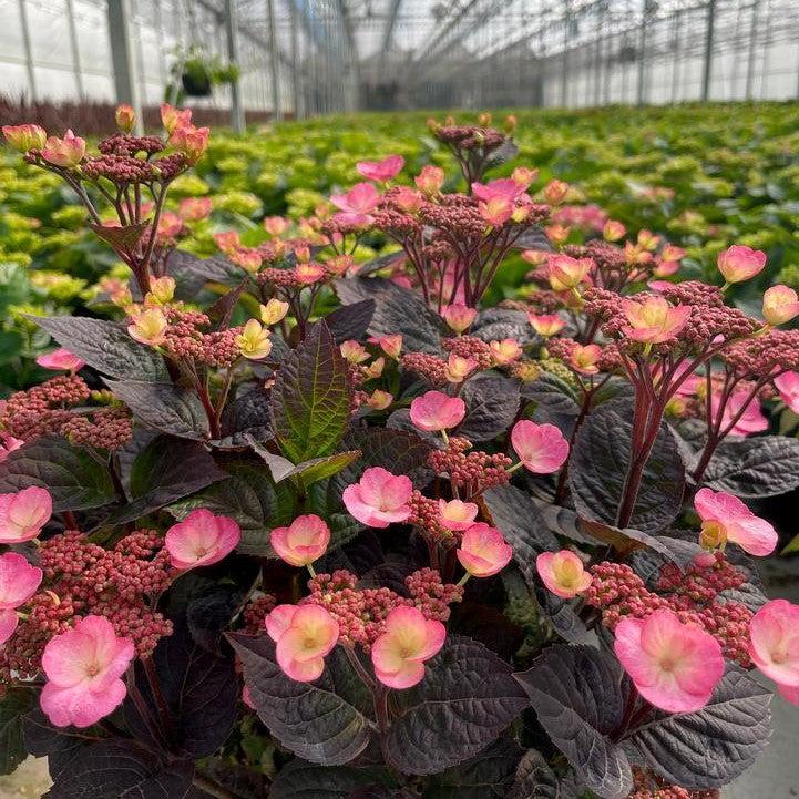 Hydrangea serrata - Pink Dynamo™ Hydrangea