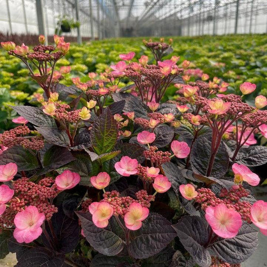 Hydrangea serrata - Pink Dynamo™ Hydrangea