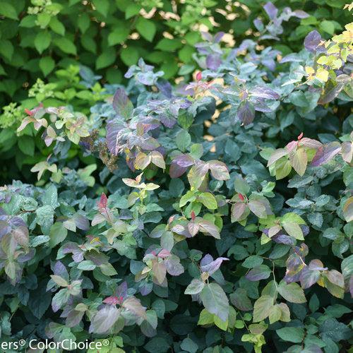 Spiraea x - Double Play® Blue Kazoo Spirea