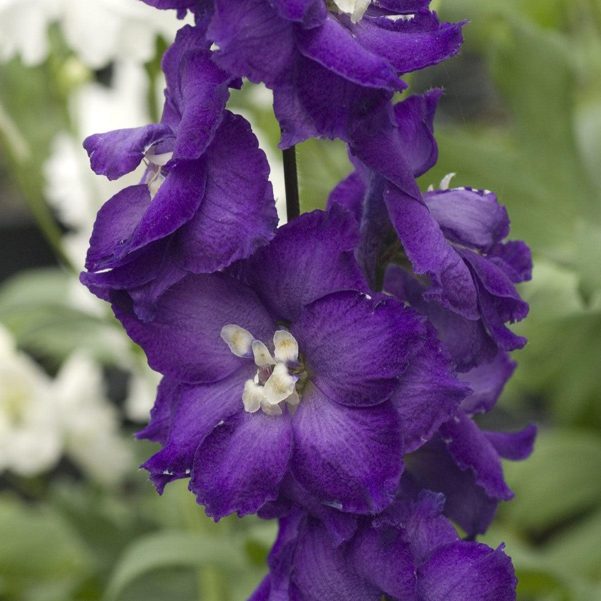 Delphinium - New Millennium™ Purple Passion Delphinium