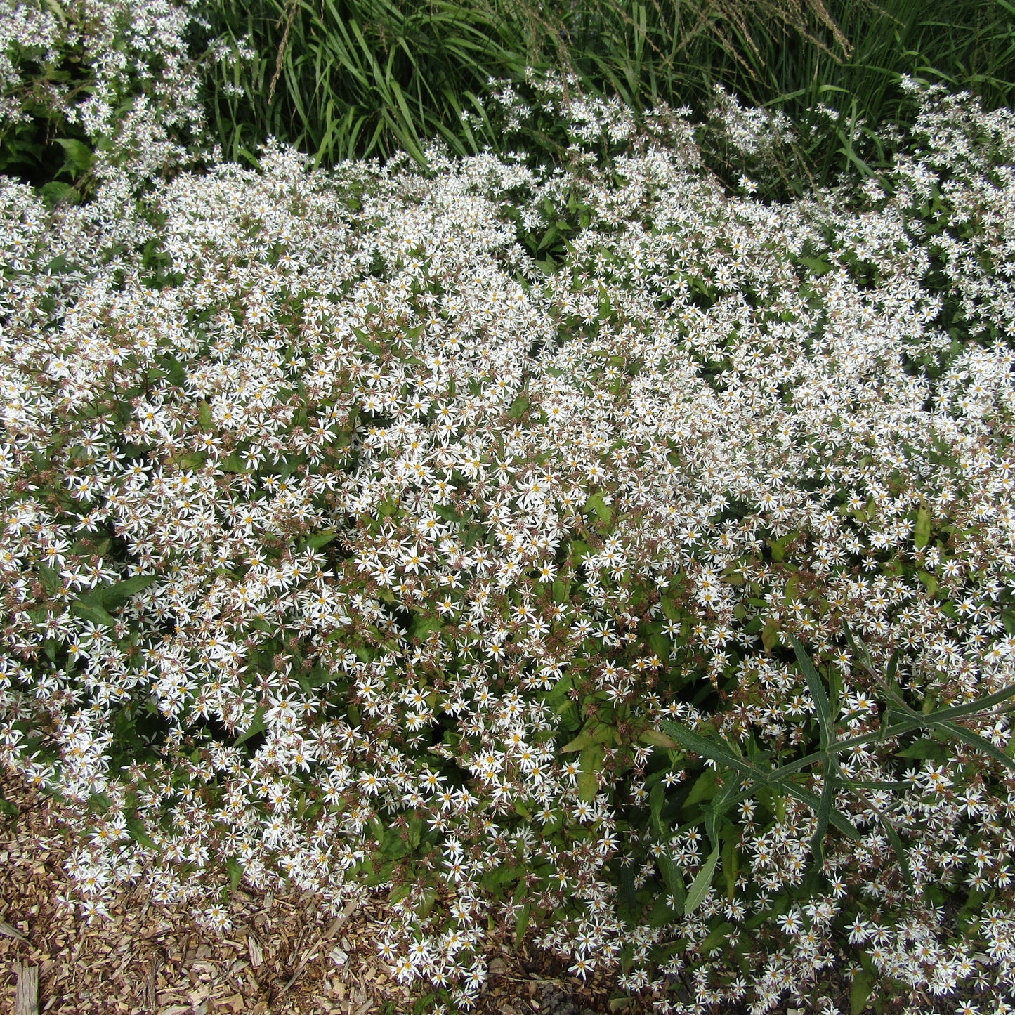 Aster divaricatus ‘Eastern Star’   - Eastern Star White Wood Aster