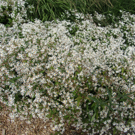 Aster divaricatus ‘Eastern Star’   - Eastern Star White Wood Aster