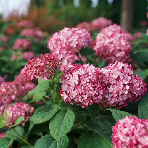 Hydrangea arborescens - Invincibelle® Ruby Hydrangea