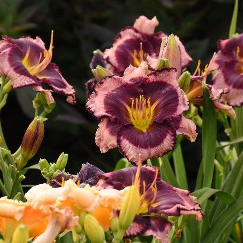 Hemerocallis - PW® Rainbow Rhythm® Storm Shelter Daylily