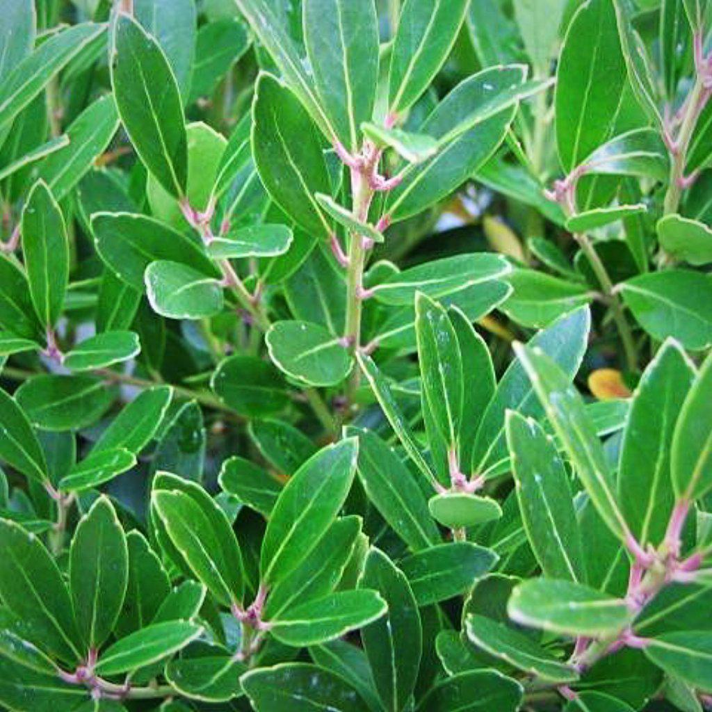 Ilex glabra - Shamrock Inkberry Holly