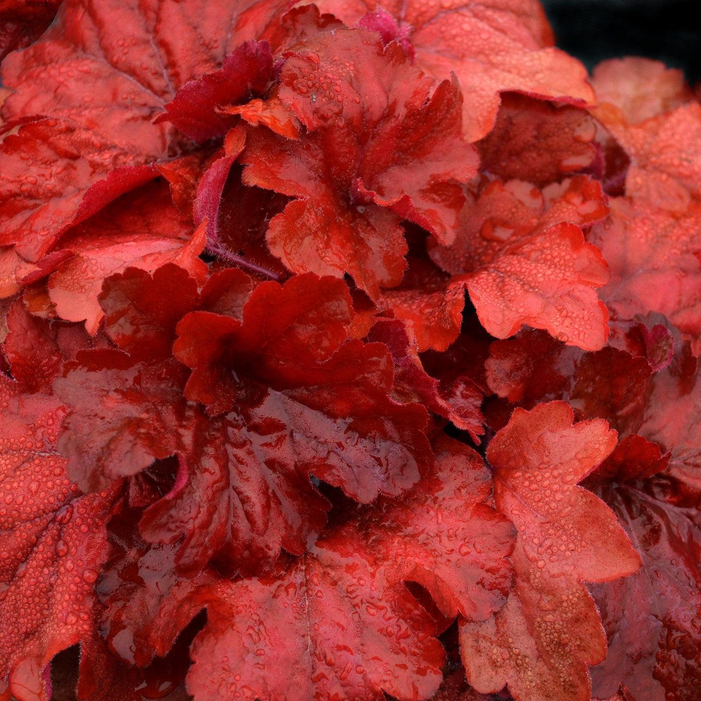 Heuchera x - Fire Alarm Heuchera