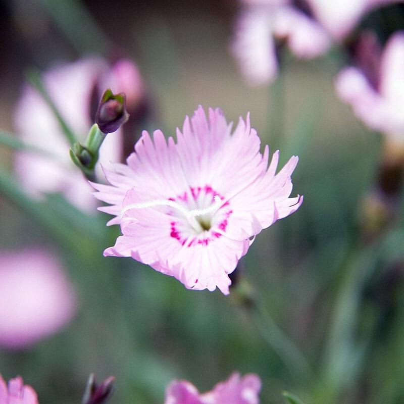 Dianthus - Bath's Pink Dianthus