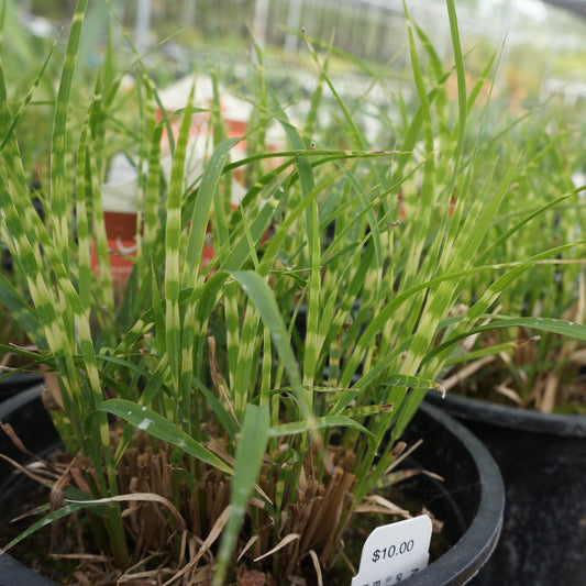 Miscanthus sinensis - Bandwidth Maiden Grass
