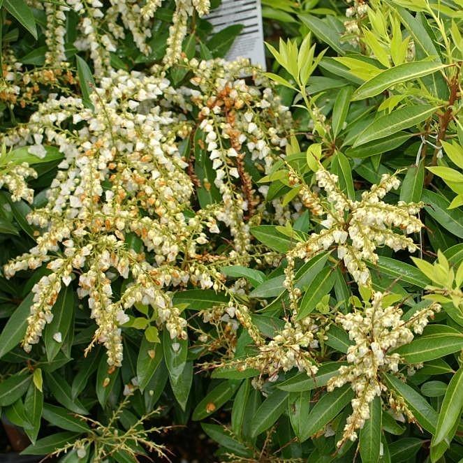 Pieris japonica - Brouwer's Beauty Pieris