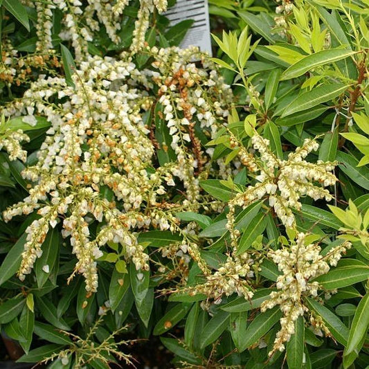 Pieris japonica - Brouwer's Beauty Pieris