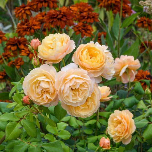 Rosa - Roald Dahl Rose