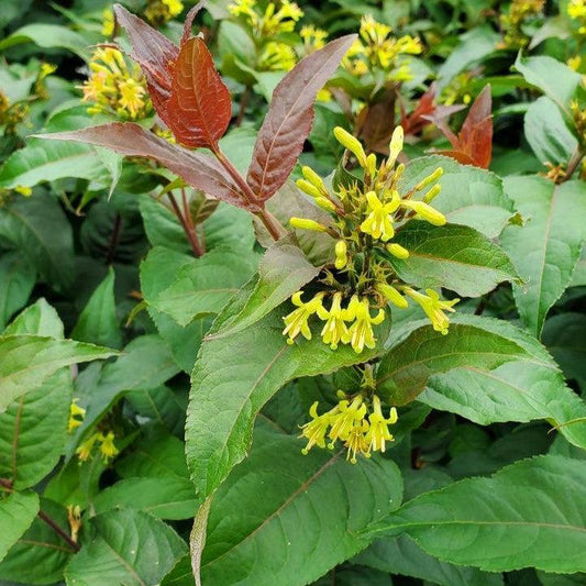Diervilla - Ru-Bee Wren™ Bush Honeysuckle