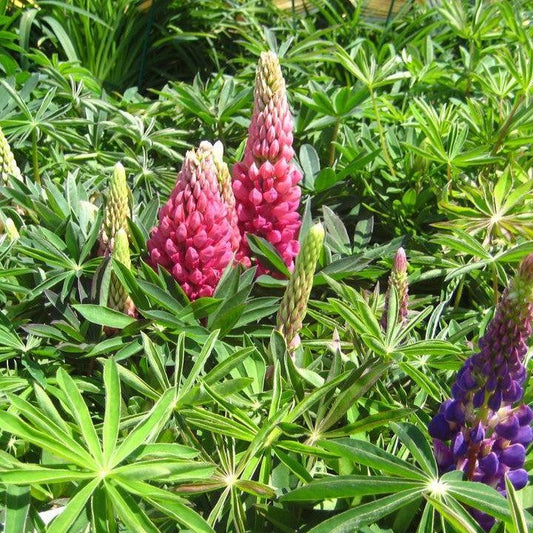 Lupinus - Russell Hybrids Mix Lupine