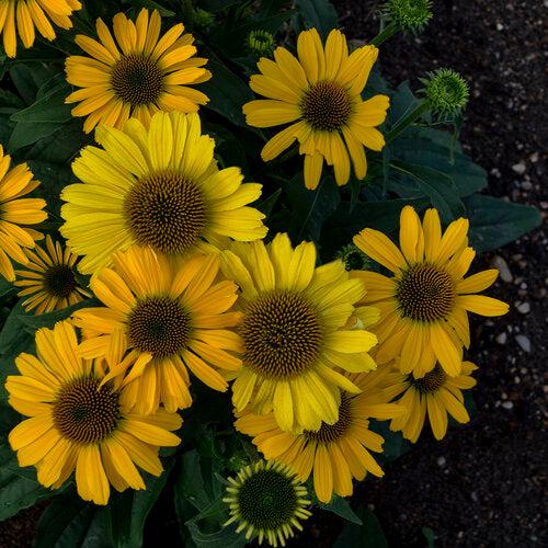 Echinacea - Color Coded® Yellow My Darling Echinacea