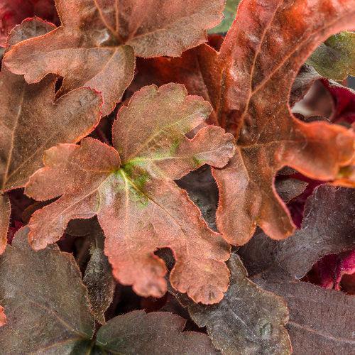 Heuchera - PW® Fun and Games® Red Rover Coral Bells