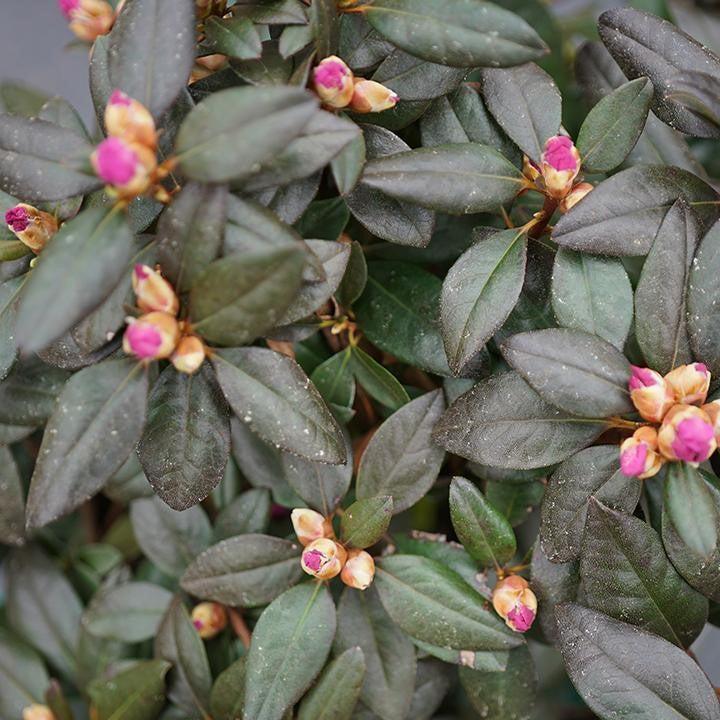 Rhododendron x - Black Hat® Rhododendron