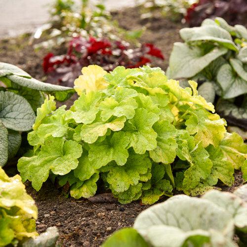 Heuchera - Primo® Pistachio Ambrosia Heuchera