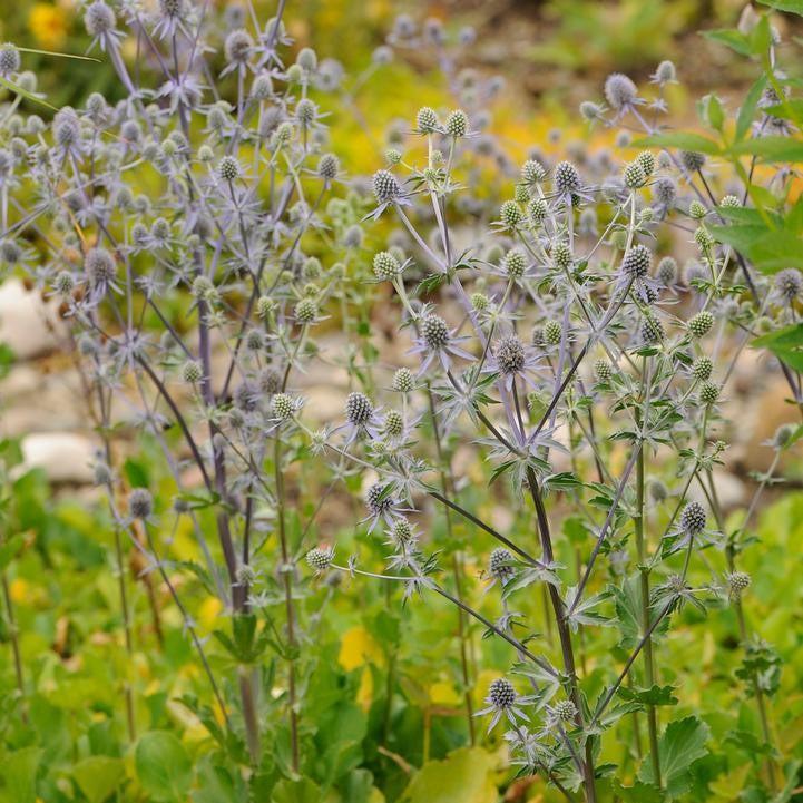 Eryngium planum - Blue Glitter Sea Holly