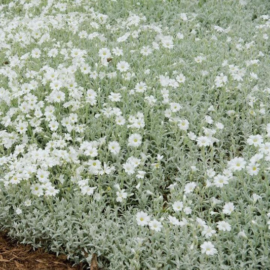 Cerastium tomentosum - Yo Yo Snow in Summer