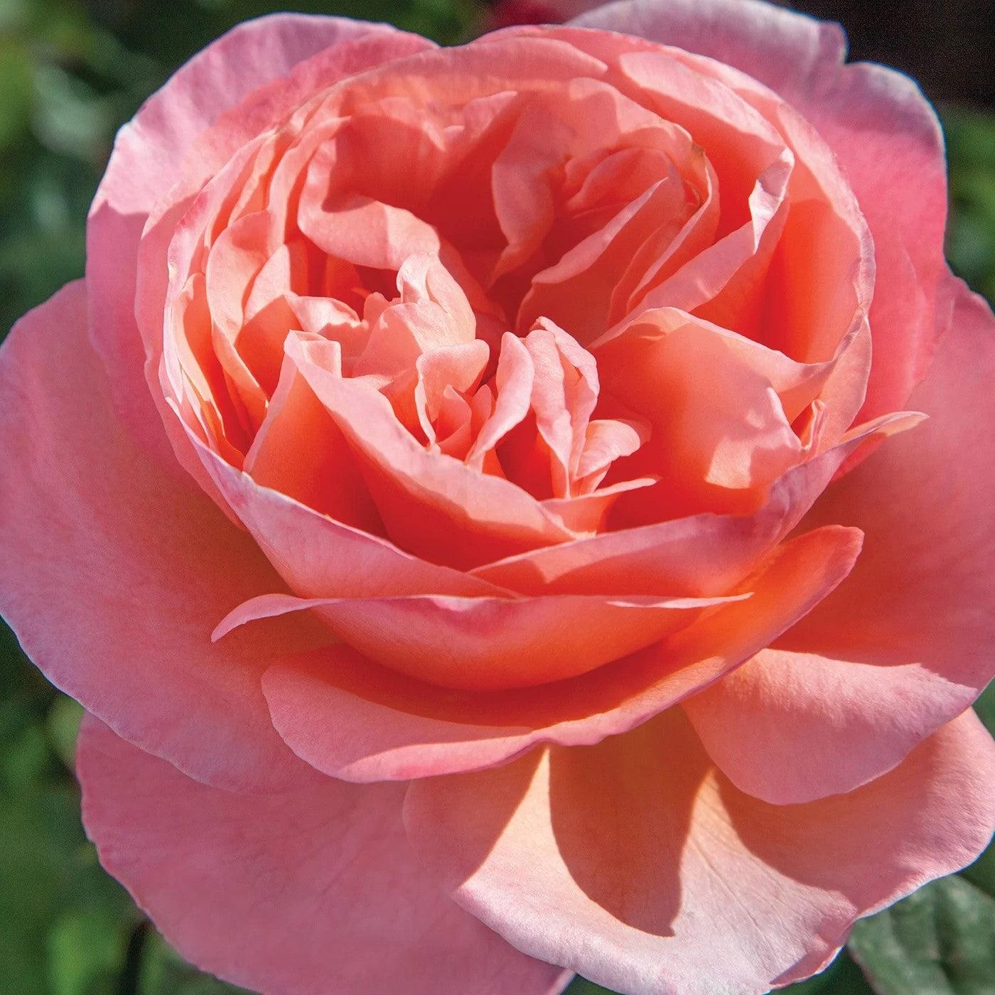 Rosa - Bloomables® Sweet Mademoiselle™ Rose