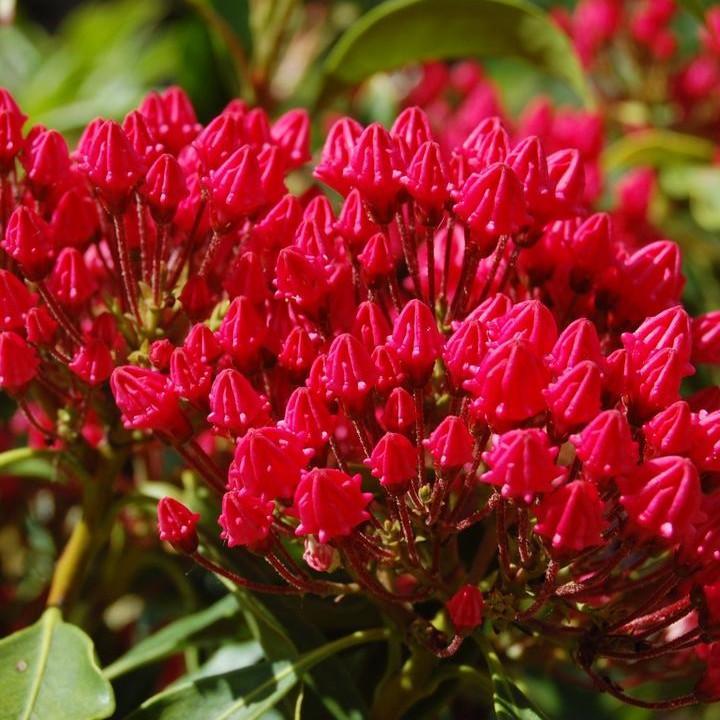 Kalmia latifolia - Stoplight Mountain Laurel