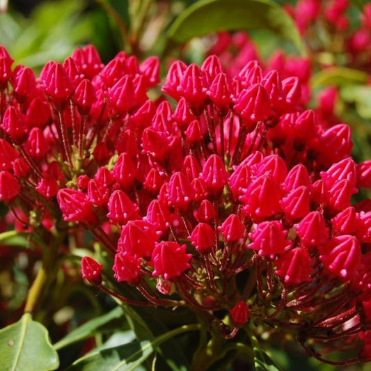 Kalmia latifolia - Stoplight Mountain Laurel