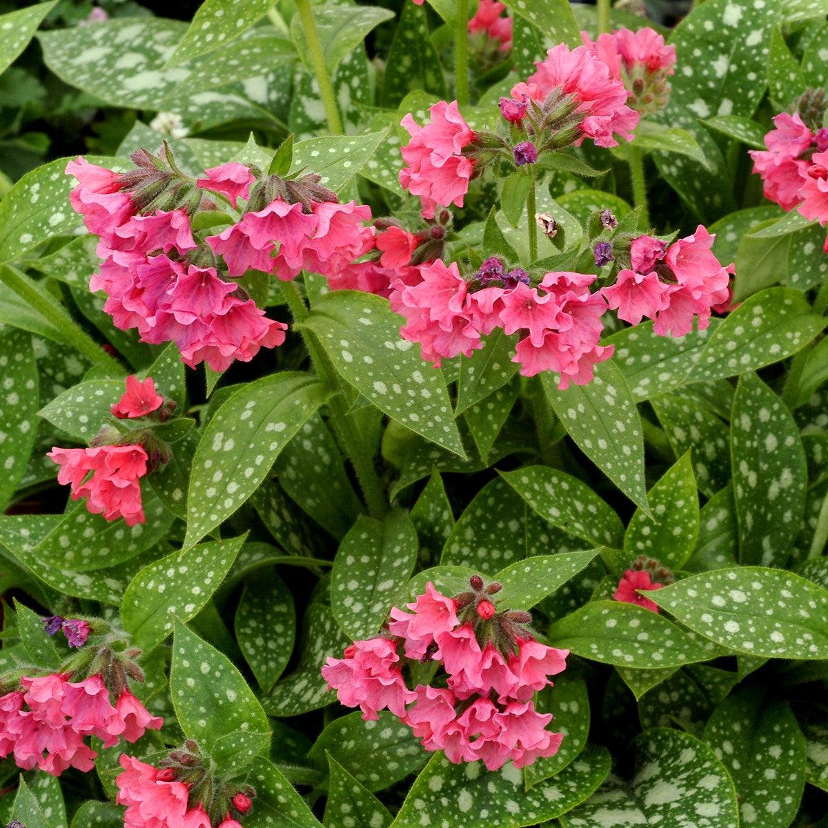 Pulmonaria - Shrimps on the Barbie Lungwort