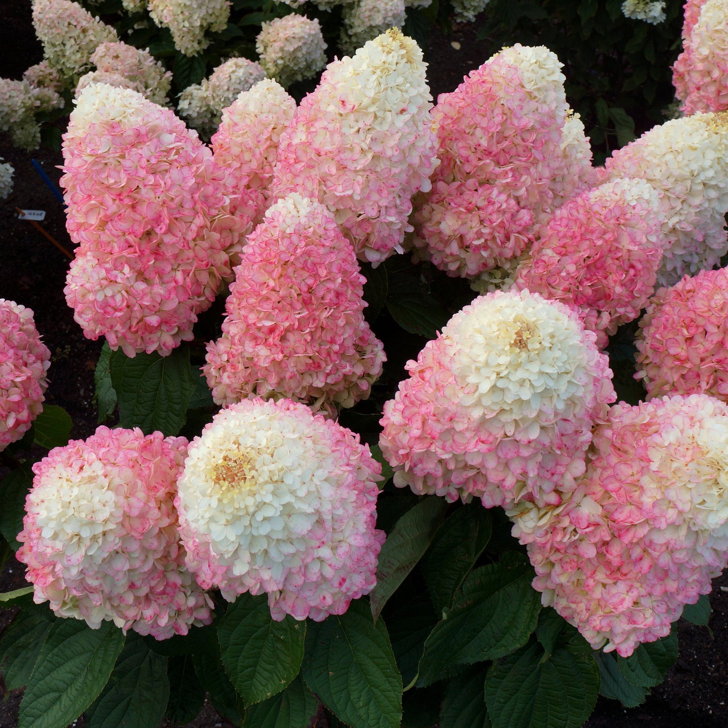 Hydrangea paniculata - Love-A-Lot™ Pink Hydrangea